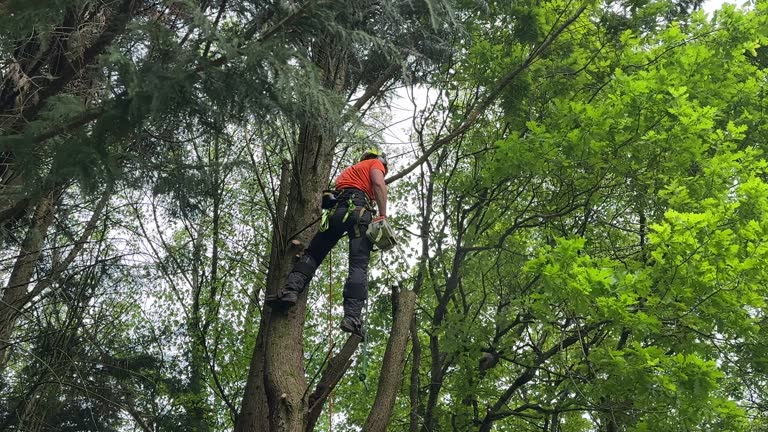 Leaf Removal in Woodway, TX